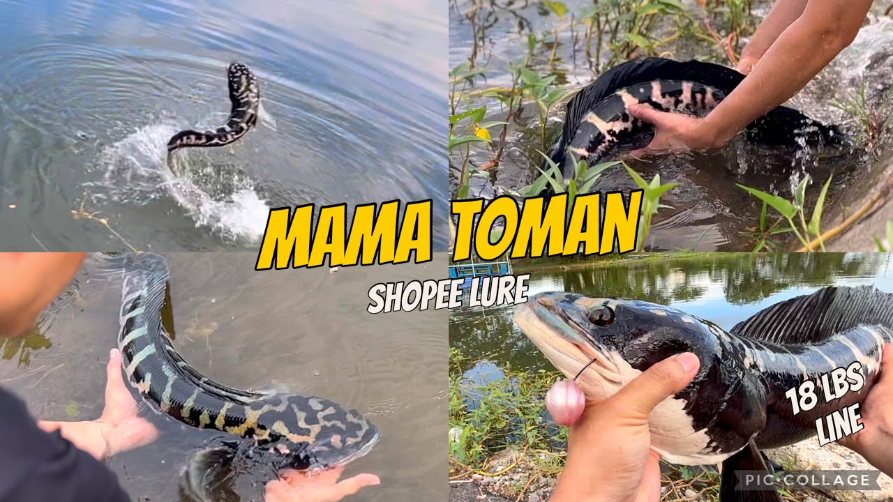 Monster Fish | Giant Snakehead | Mama Toman