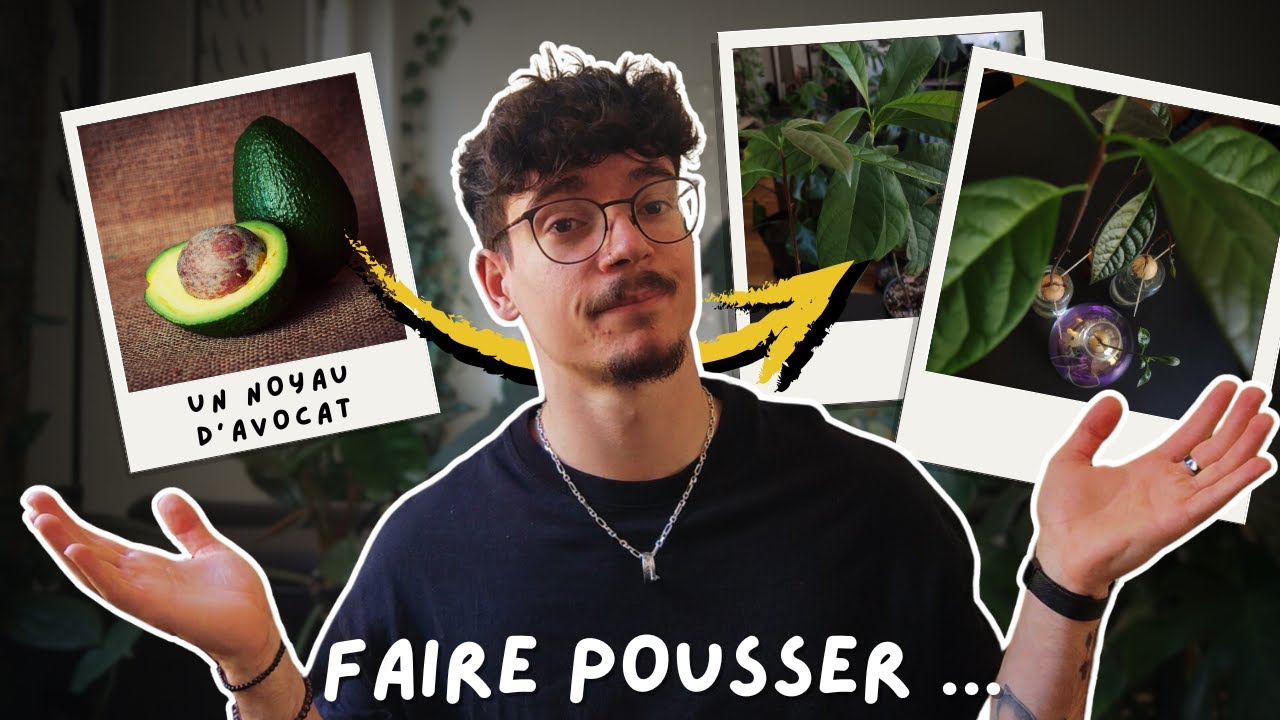 Comment faire pousser #1 - Un noyau d'avocat !