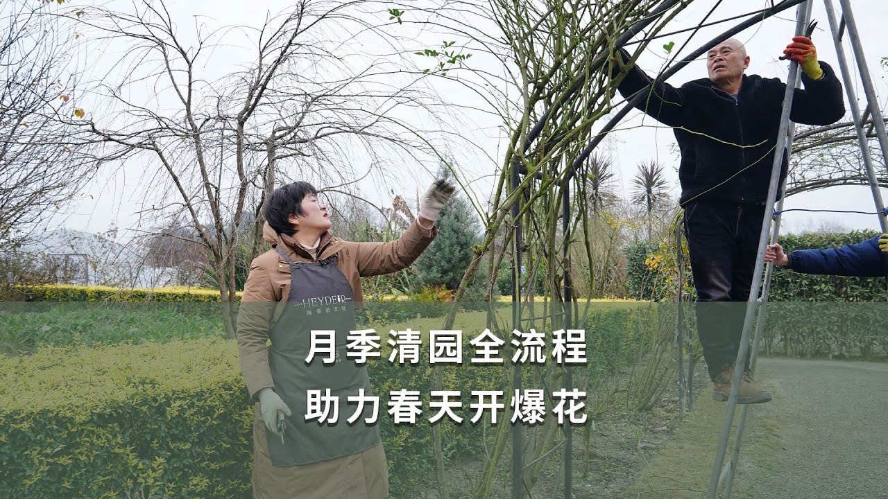 【海媽園藝課堂112】月季清園全流程，助力春天開爆花 | chinese rose
