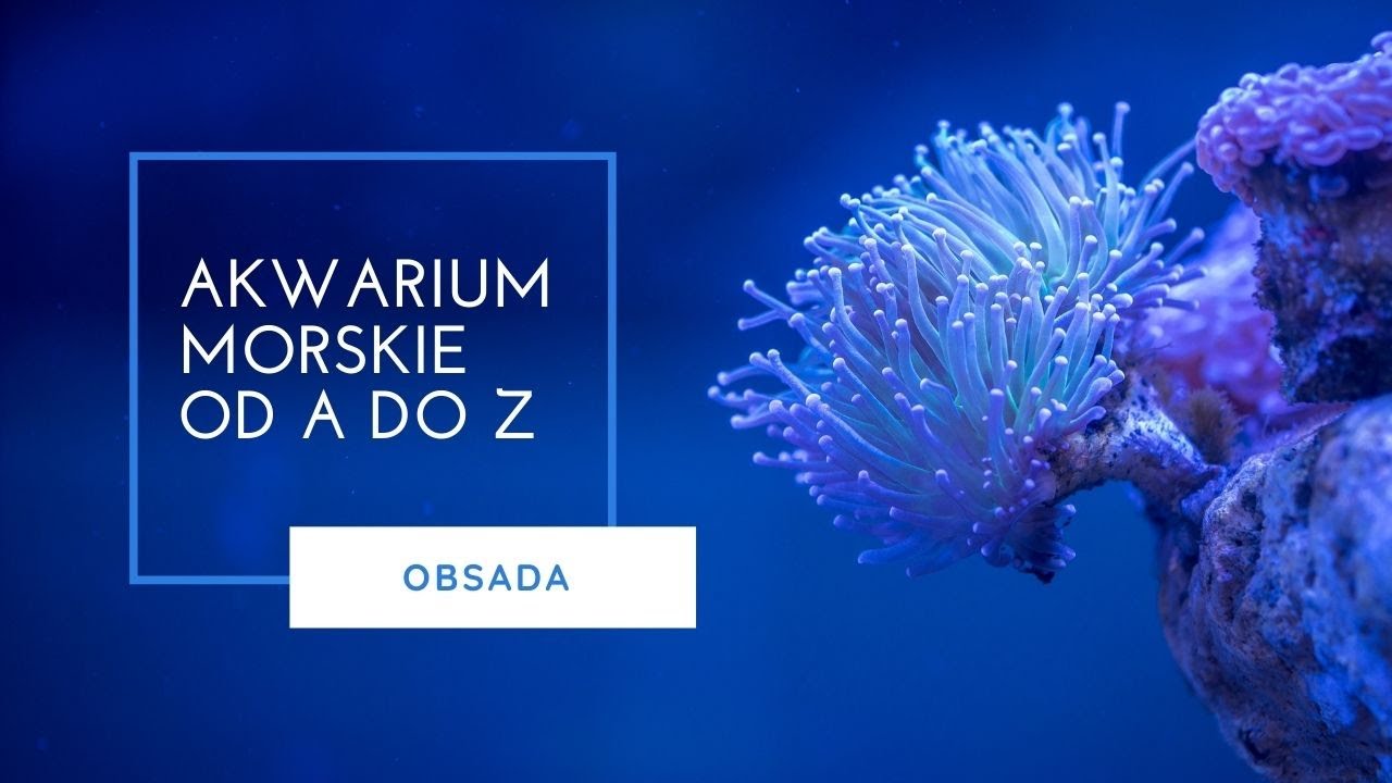 AKWARIUM MORSKIE OD A DO Z - OBSADA