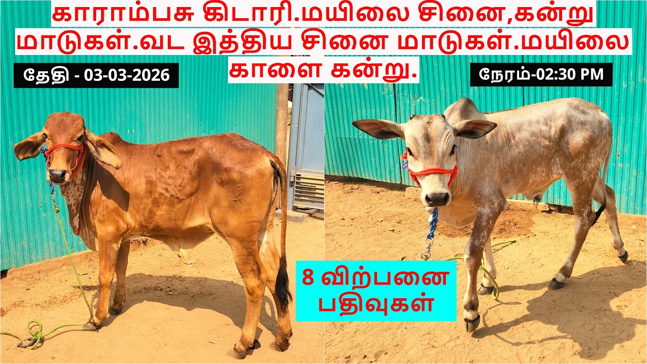 8-விற்பனை பதிவுகள்.காராம்பசு கிடாரி.மயிலை சினை,கன்று மாடுகள்.வட இத்திய சினை மாடுகள்.மயிலை காளை கன்று