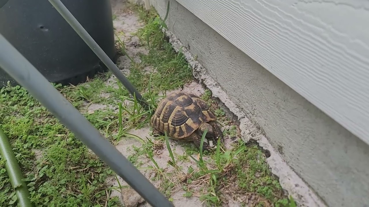 Tortoises 🐢 🐢 🐢 🐢 4T07212025036
