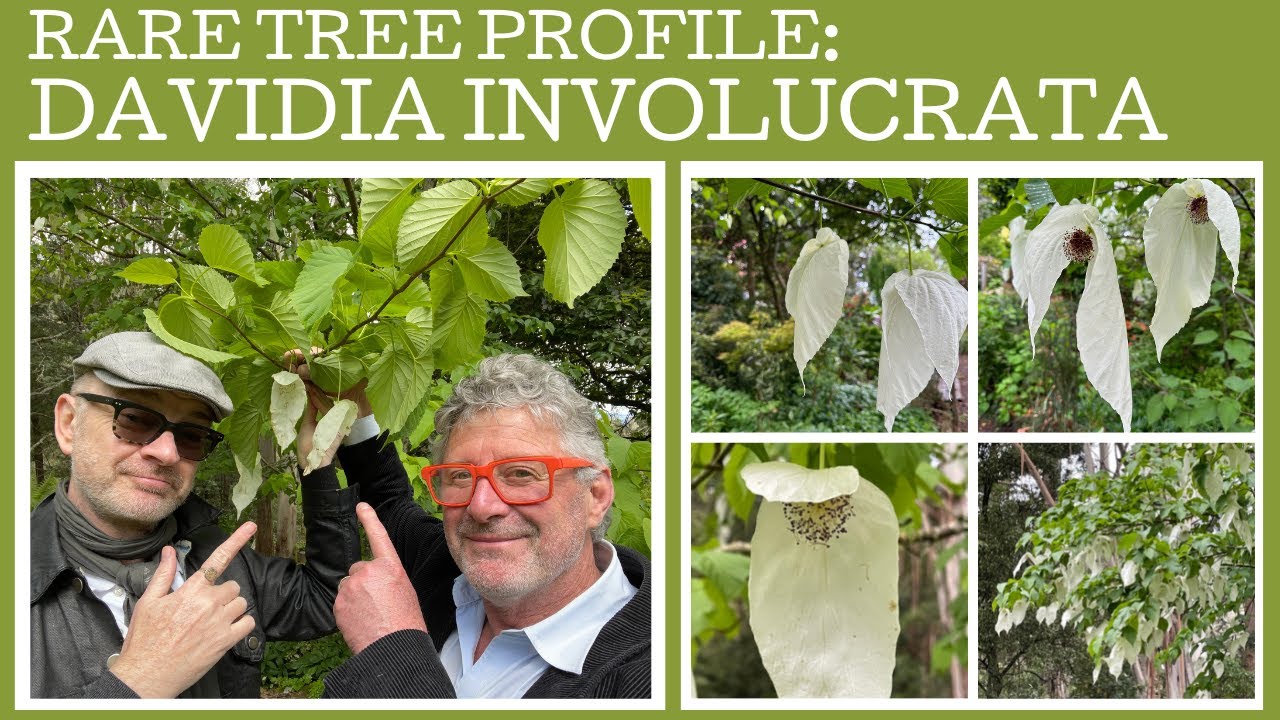 Rare tree profile: Davidia involucrata or the dove-tree or handkerchief tree