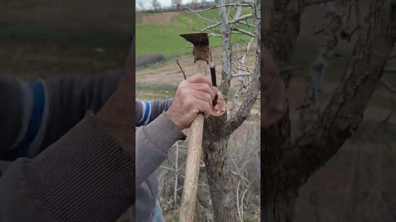 Armut yarma aşısı nasıl yapılır?