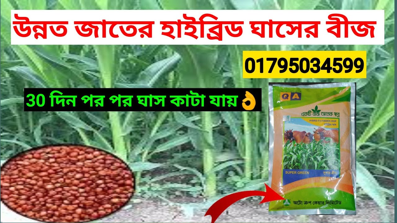 বীজ থেকে ঘাস উৎপাদন অল্প সময়ের মধ্যে ঘাস চাষ করার সঠিক নিয়ম agriculture goat farming cow farm cattle