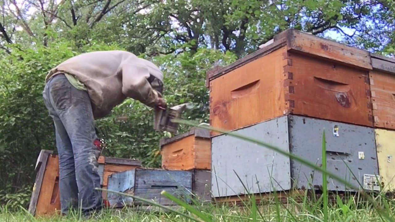 Dropping patties, culling hives, slogging through the work