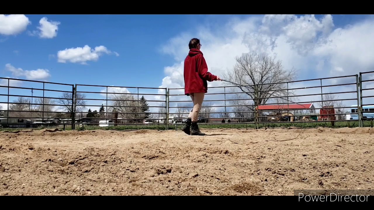 Free Lunging Your horse