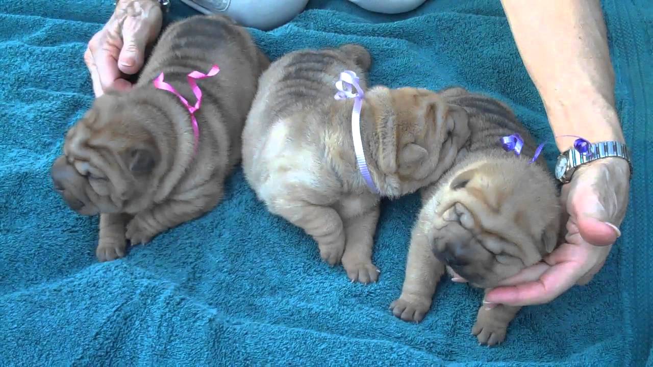 Margem Hills Shar-Pei