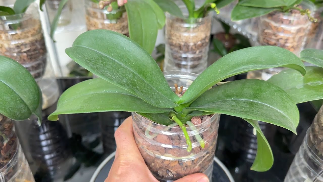 家养蝴蝶兰不长花梗、不开花？是这里出了问题！（阿涛养花230期）