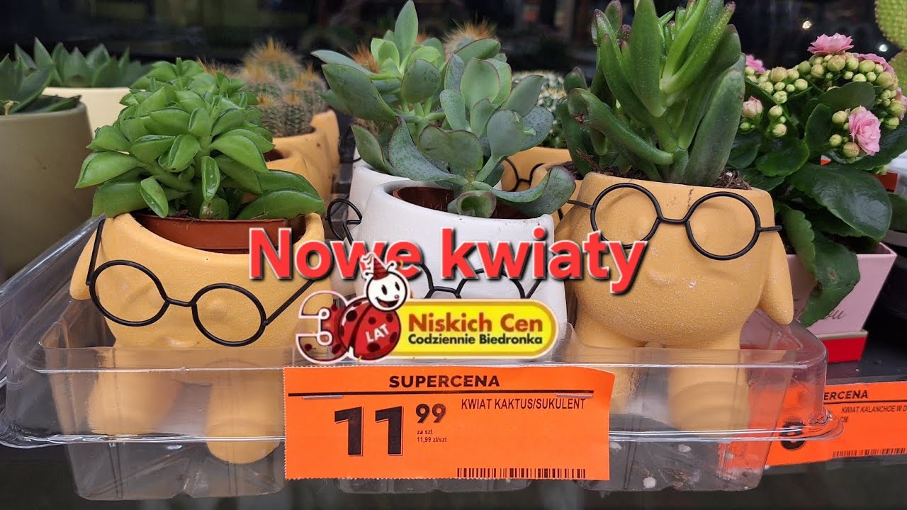 Nowe🪴 kwiaty🪴 w 🐞Biedronce🐞