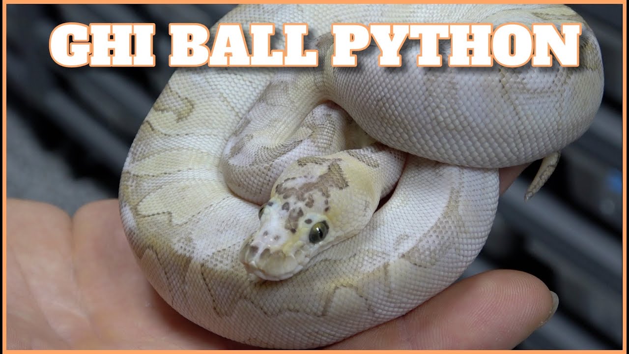 SHOWCASE Saturday! GHI Ball Python ( Gotta Have It)