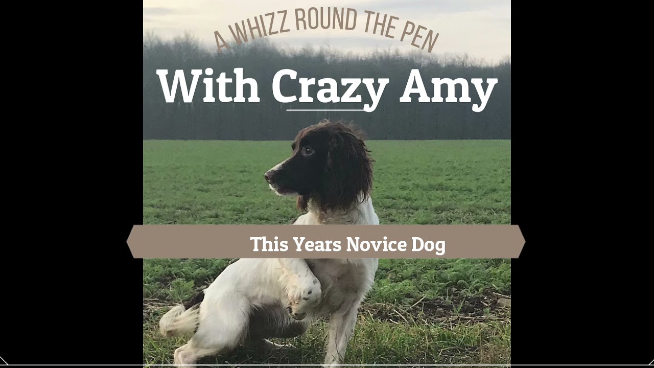 Gundog Training in the Rabbit Pen With Amy