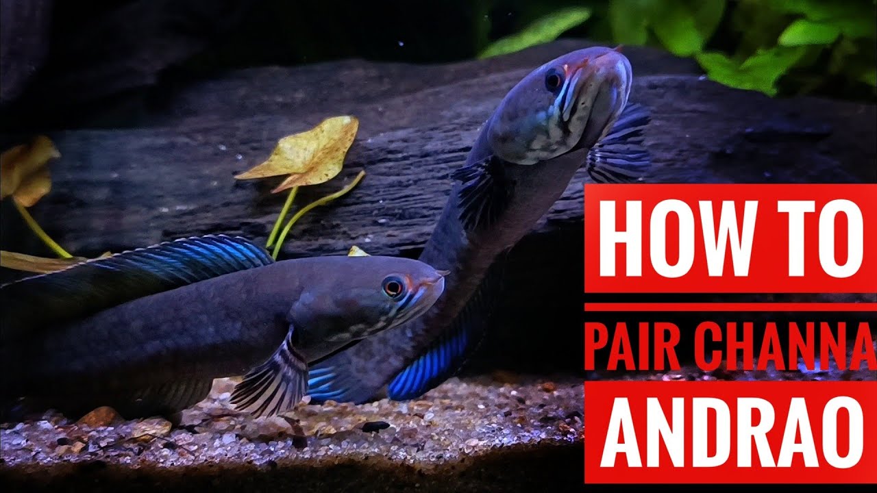 How to Pair CHANNA Andrao 🐟 Breeding channa andrao| Aqua Adventure|