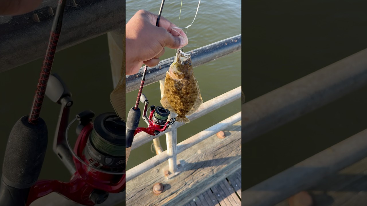 Catching all size Fluke!! 