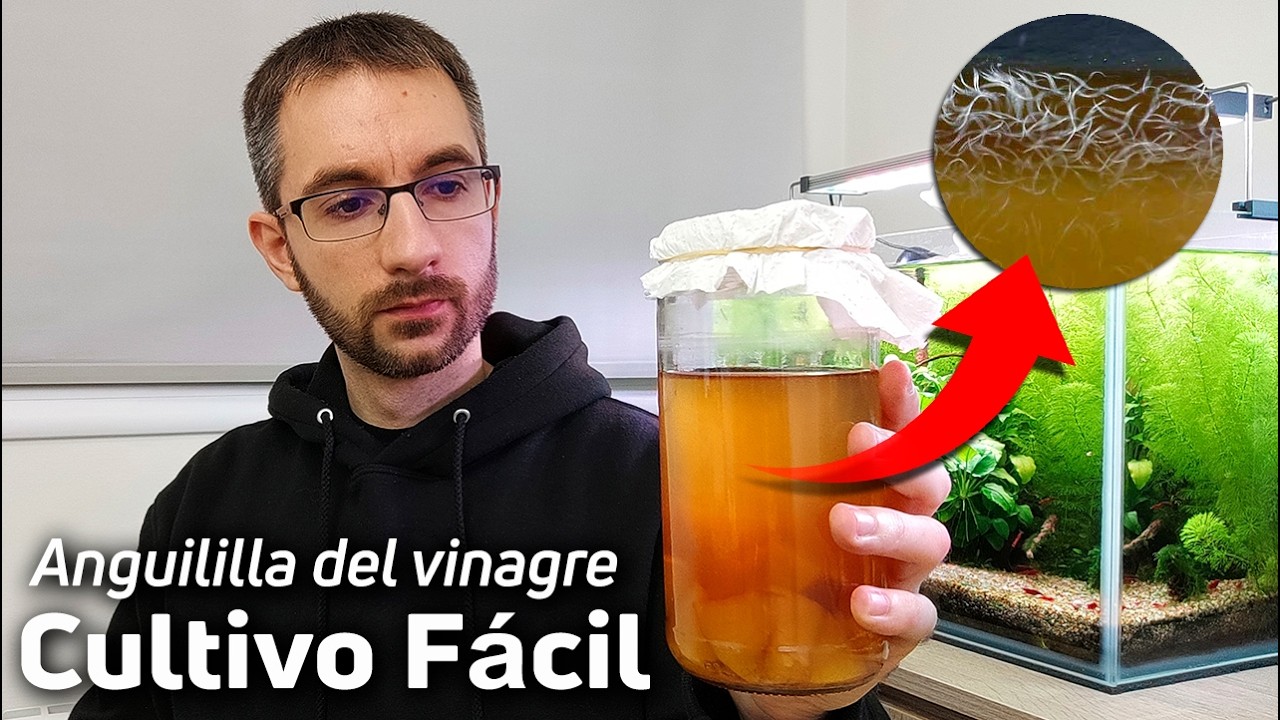Como Reproducir y Recolectar Anguililla del Vinagre | Muy Fácil 🐠