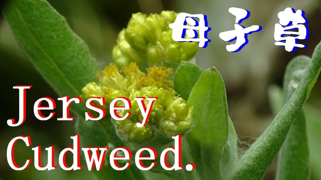 【食べられる野草】春の七草 ハハコグサ（母子草）マクロレンズで撮影 Wild grass that can be eaten   Jersey Cudweed