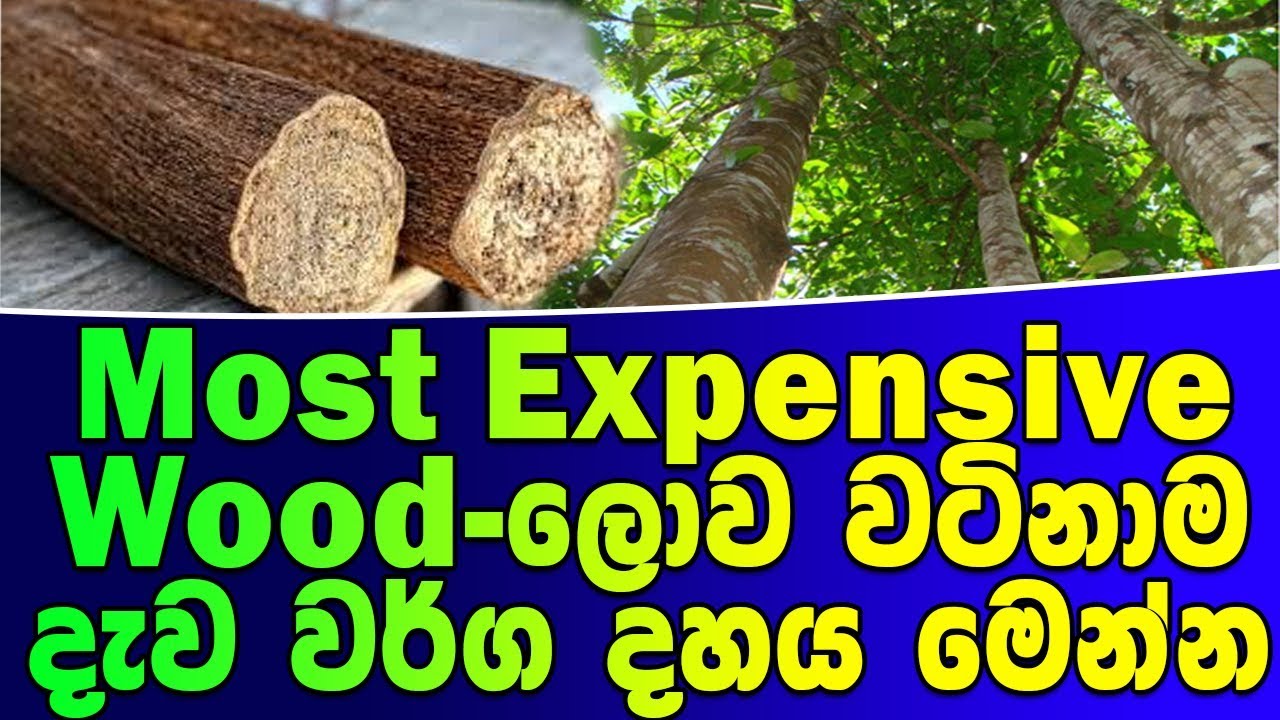Most Expensive Wood-ලොව වටිනාම දැව වර්ග දහය මෙන්න