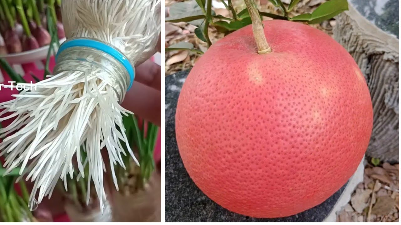 How to Air Layering Grapefruit Tree from Sugar Water for Beginners