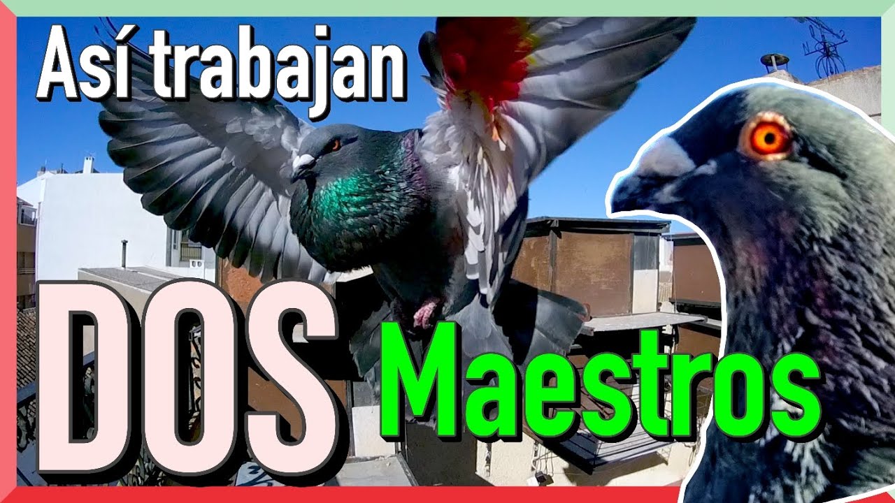 Que hablen ellos 👈 | Así trabajan DOS MAESTROS 😍