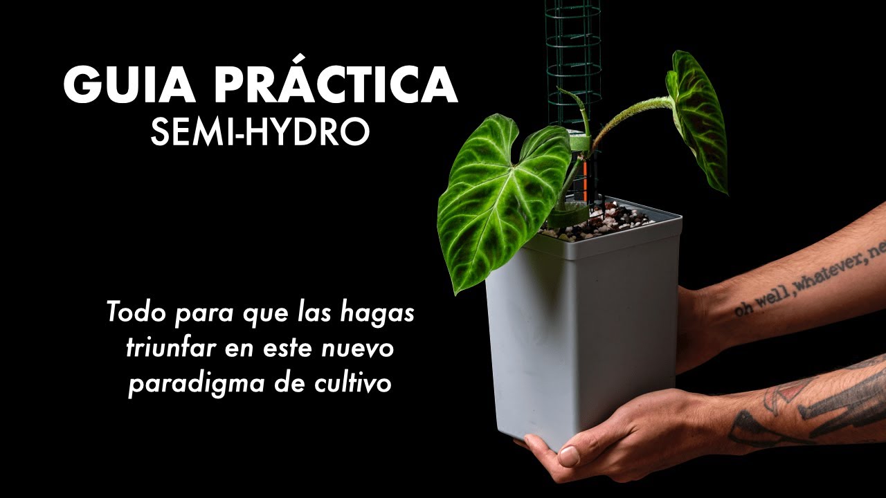 🪴 Cómo cuidar y pasar plantas a Semi Hidroponia, macetas, nutrientes y muchos consejos +