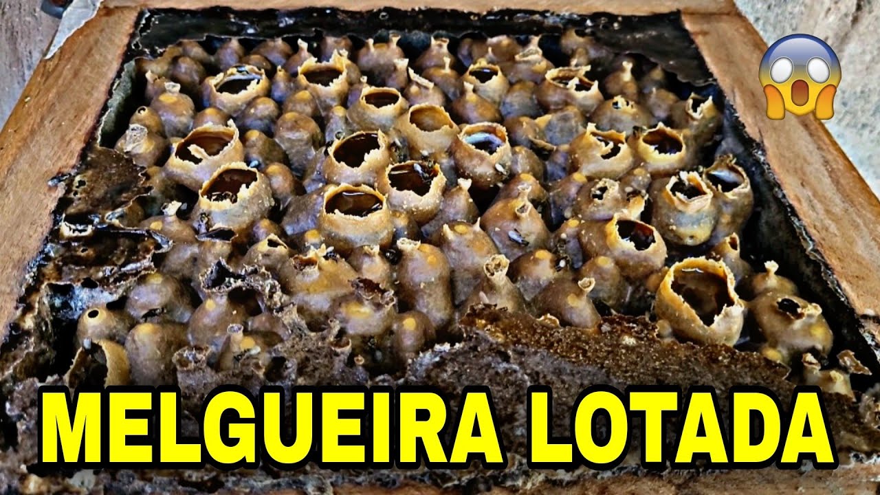 UAU! TIVE QUE COLOCAR MAIS uma MELGUEIRA na COLÔNIA DE ABELHA BORÁ (mesmo na cidade muito mel)
