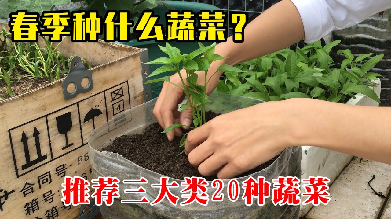 春天要种什么蔬菜？这三大类20种蔬菜要抓紧准备了
