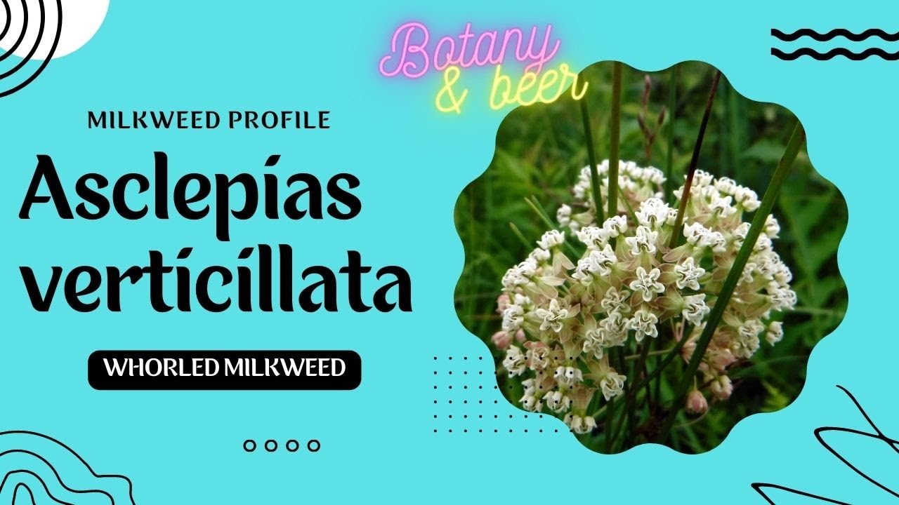 Milkweed Profile 03: Whorled Milkweed, Asclepias verticillata