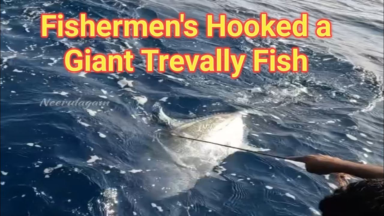 Fishermen's Hooked a Giant Trevally Fish With Live Blacktip Trevally as Bait