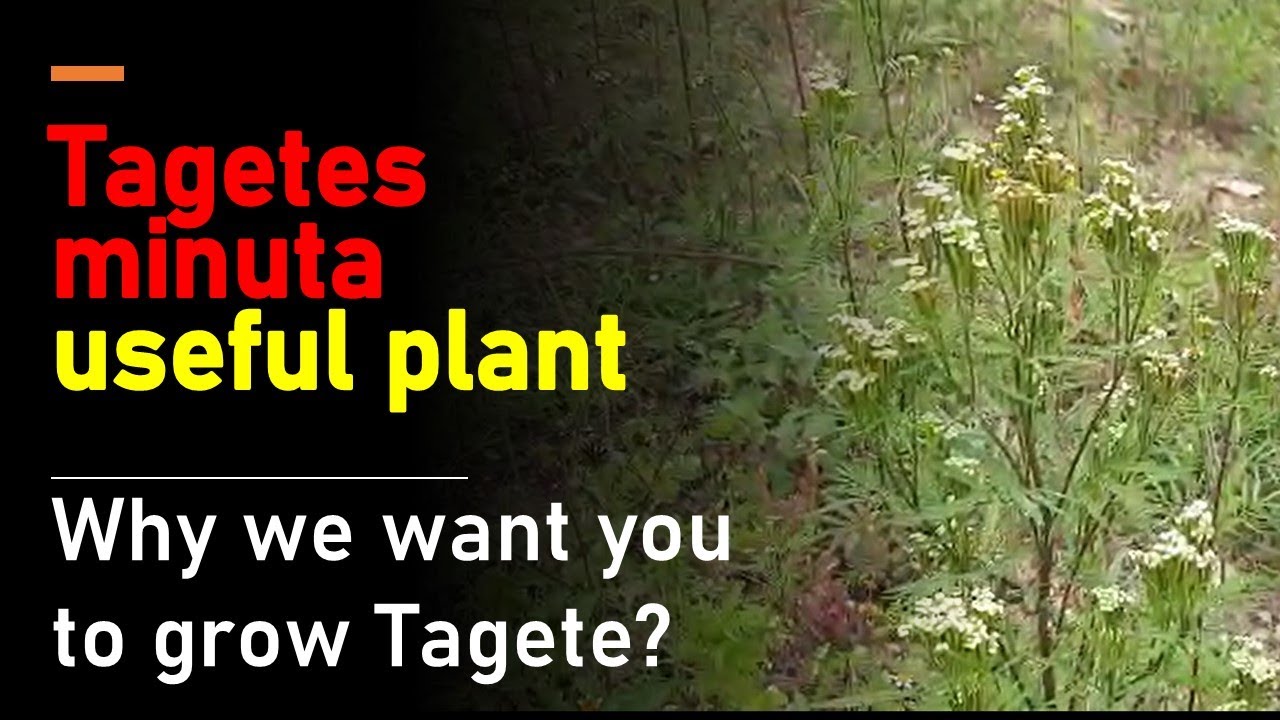 Tagetes minuta useful plant easy to grow for money