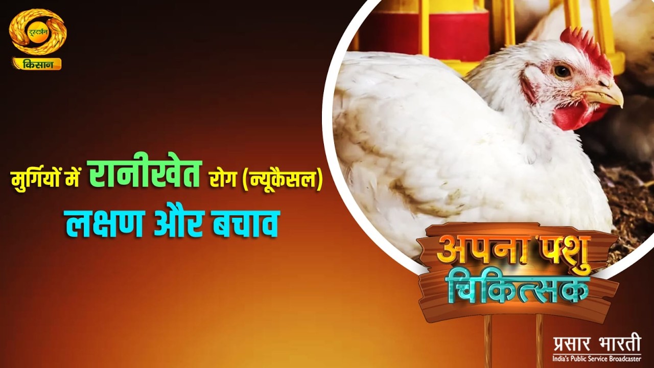 Apna Pashu Chikitshak: मुर्गियों में रानीखेत रोग ( न्यूकैसल ) लक्षण और बचाव | DD Kisan | 01/03/2026