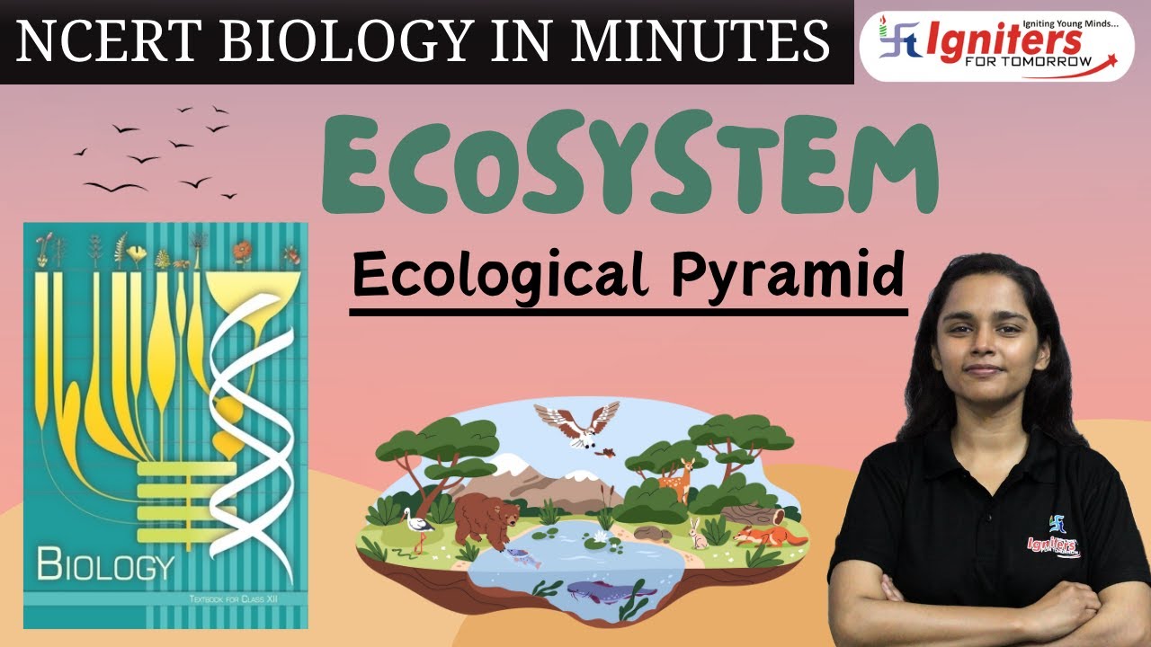 Ecological Pyramid | Ecosystem | NCERT Biology in Minutes | Class 12 & NEET