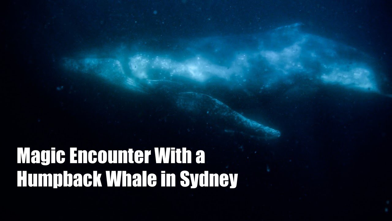 Magic Encounter With a Humpback Whale in Sydney