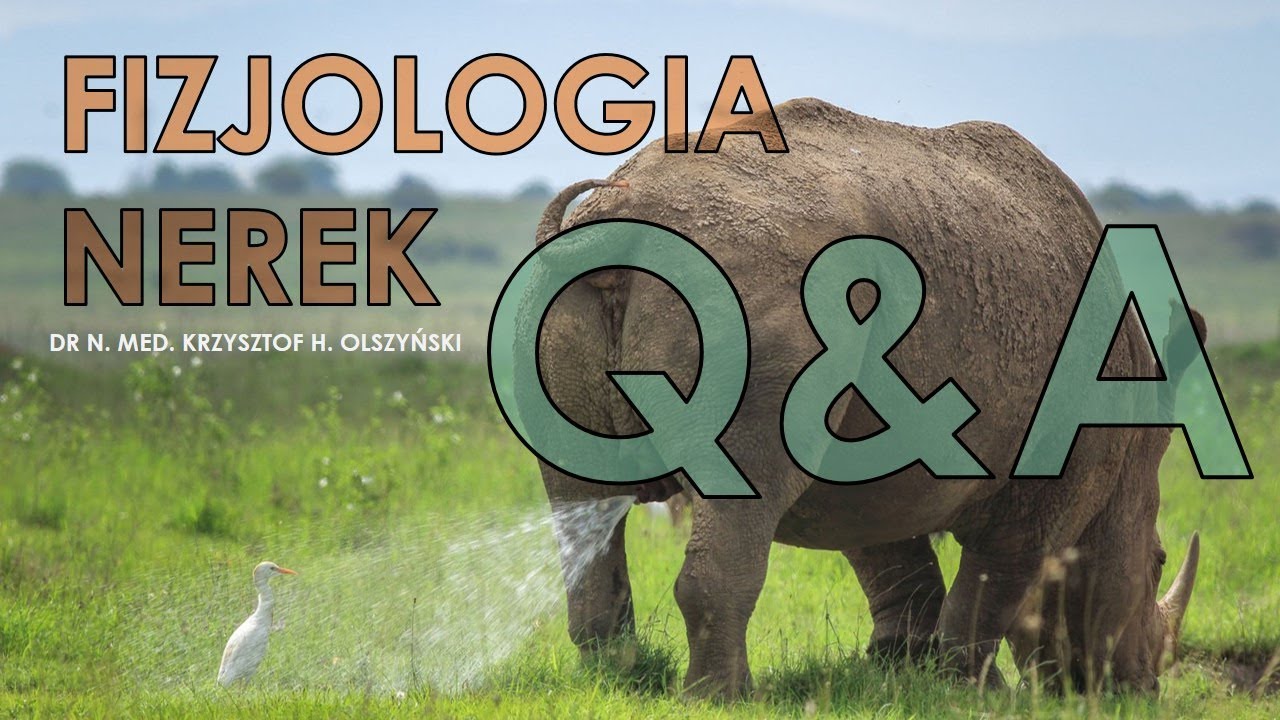 Fizjologia nerek: Q&A część 1
