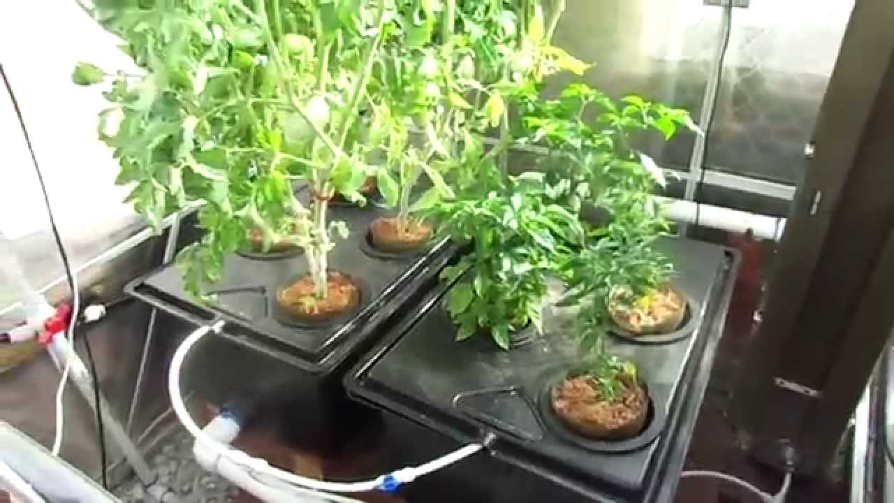 Inda-Gro Aquaponic Greenhouse Garden Week 5 Update