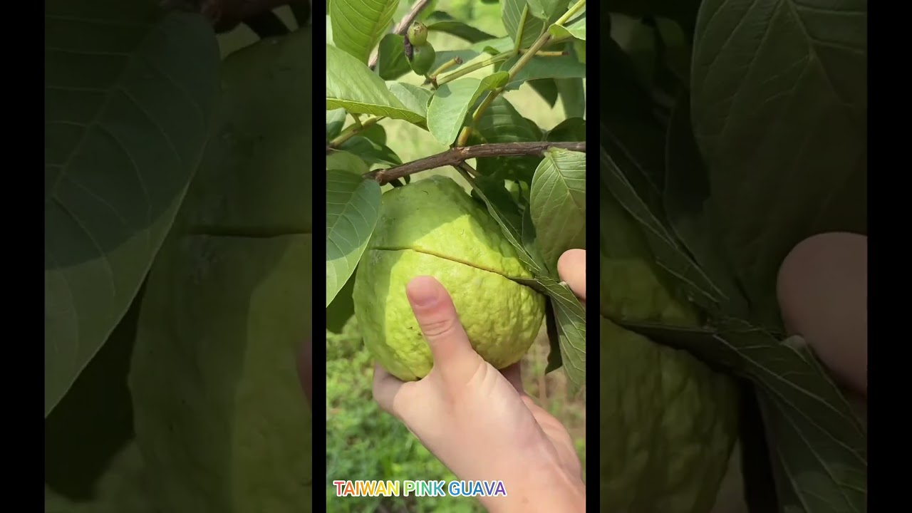 Taiwan pink guava plant available at www.ixorafarming.com  #fruit #guava #mango #fruitcutting #food