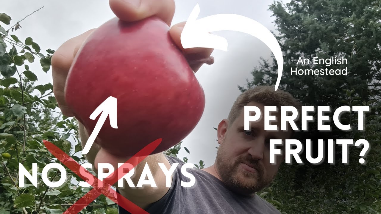 How To Grow PERFECT Apples with no sprays - Organic Methods To Help Get Better Fruit