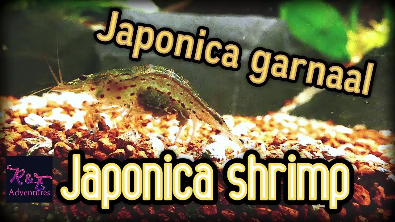 Japonica shrimp (Japonica garnaal)