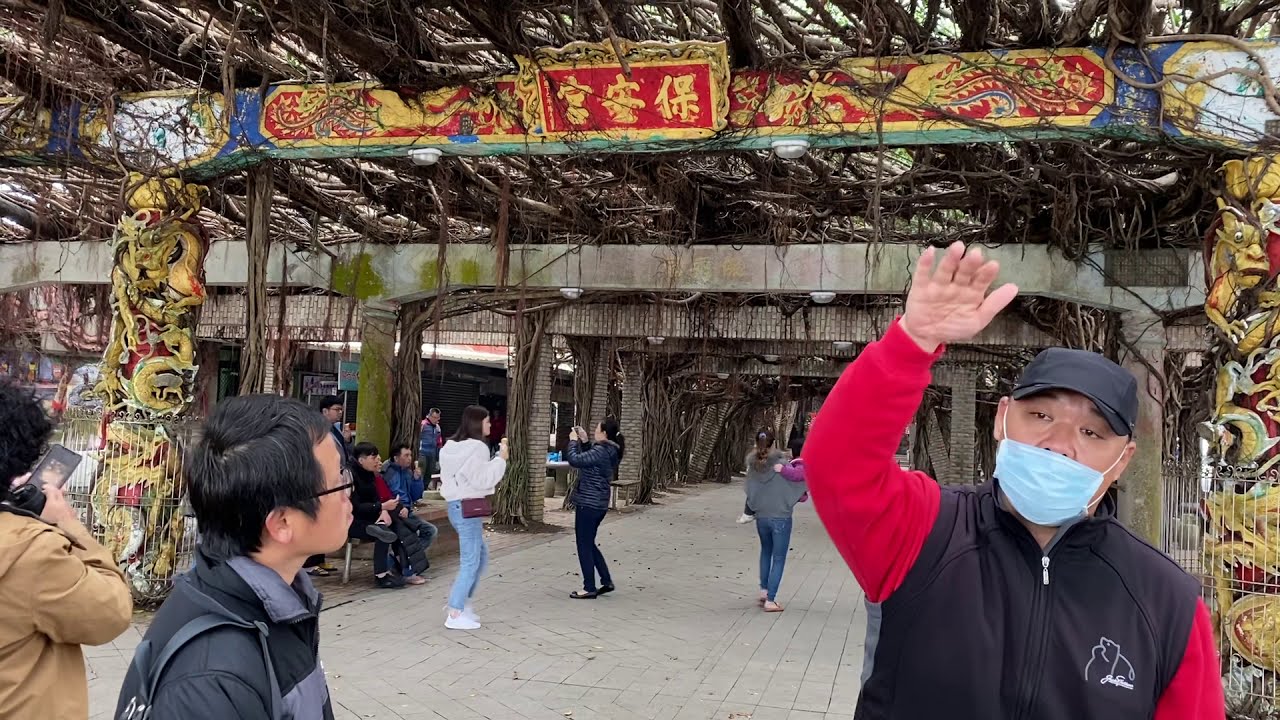 跟著陳俊光醫師去旅行 澎湖 通樑古榕