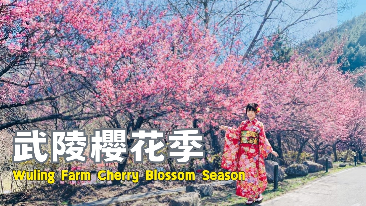 ❣️武陵農場櫻花開｜武陵歸來不賞櫻 🌸Cherry blossoms in full bloom at Wuling Farm | Pink flower sea party