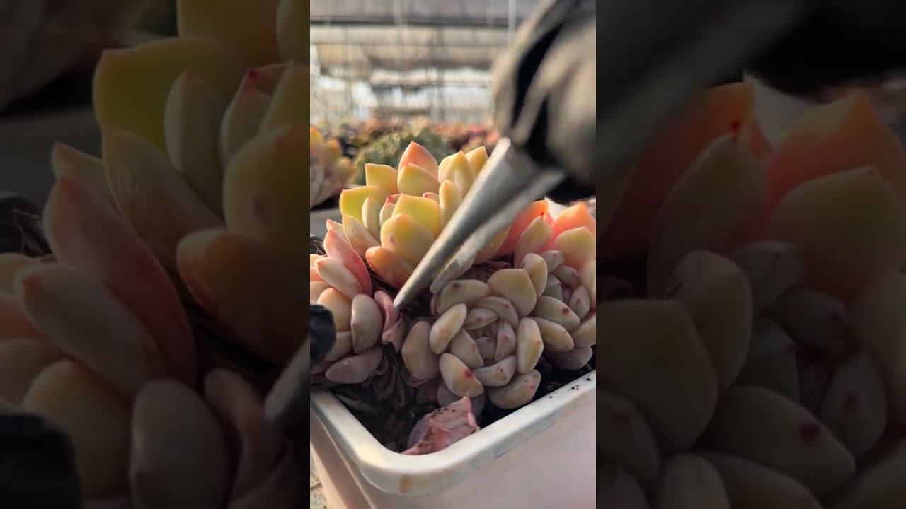 Immersive Leaf-Picking Session 118#Succulent#Decompress#Old pile