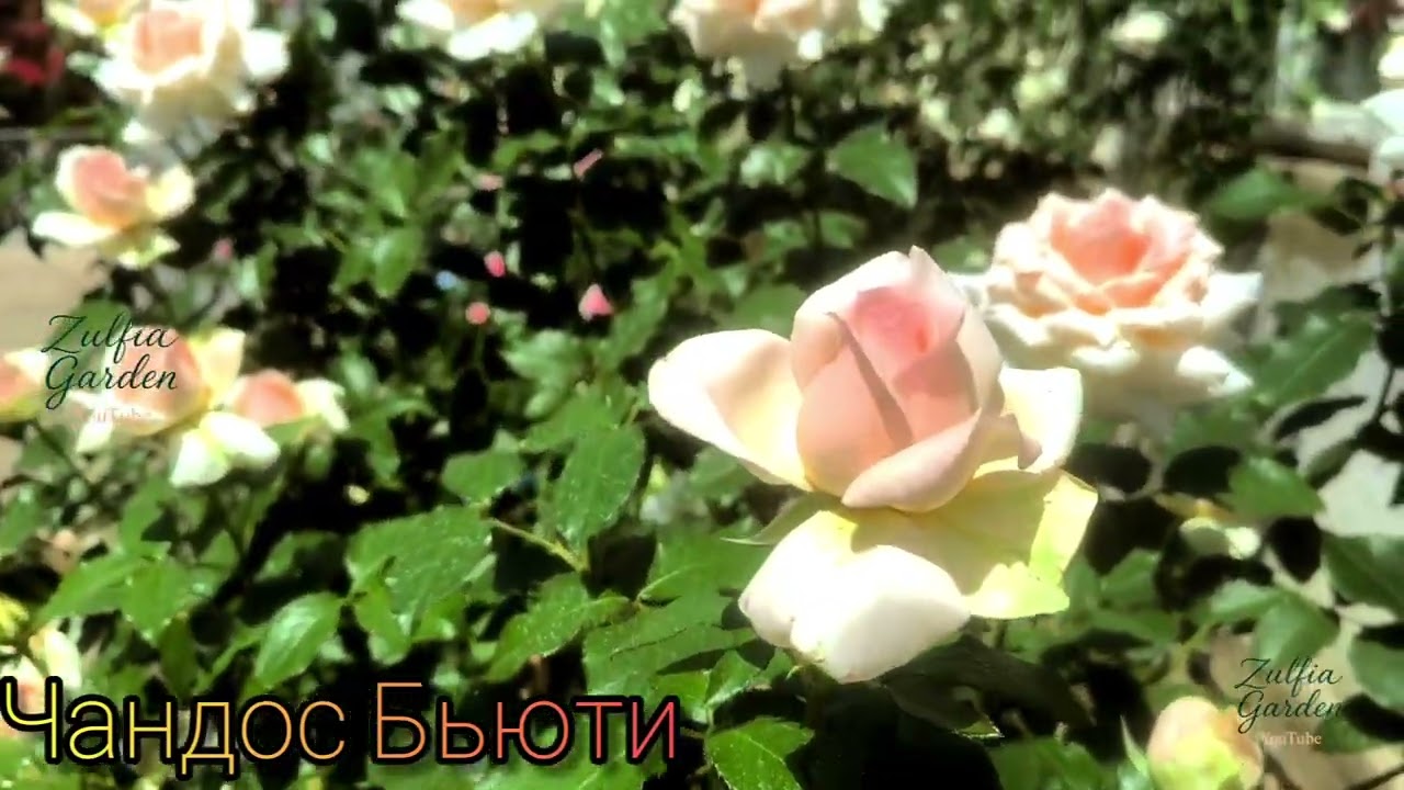 Розы моего сада Чандос Бьюти, Букет Парфэ, Диодем.