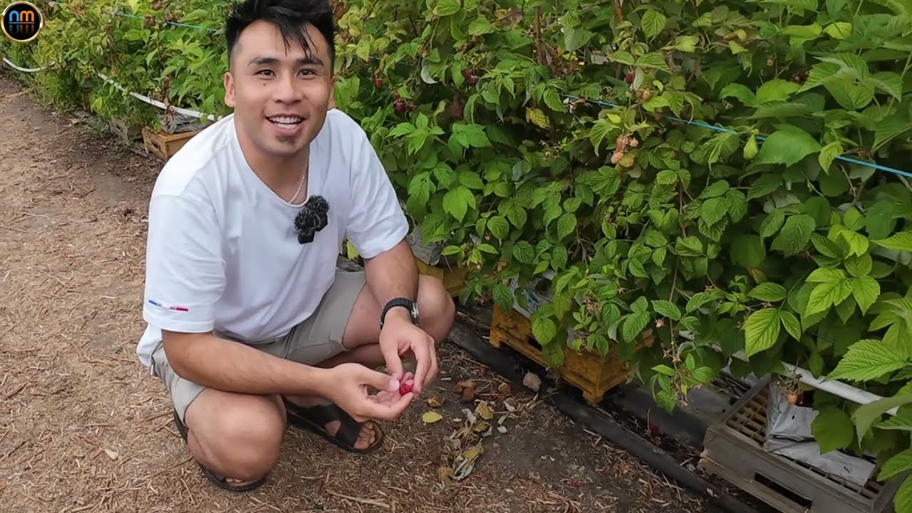 Raspberry Farm South Australia Adelaide باغ تمشک استرالیای جنوبی آدلاید#australia #australia #هزارگی