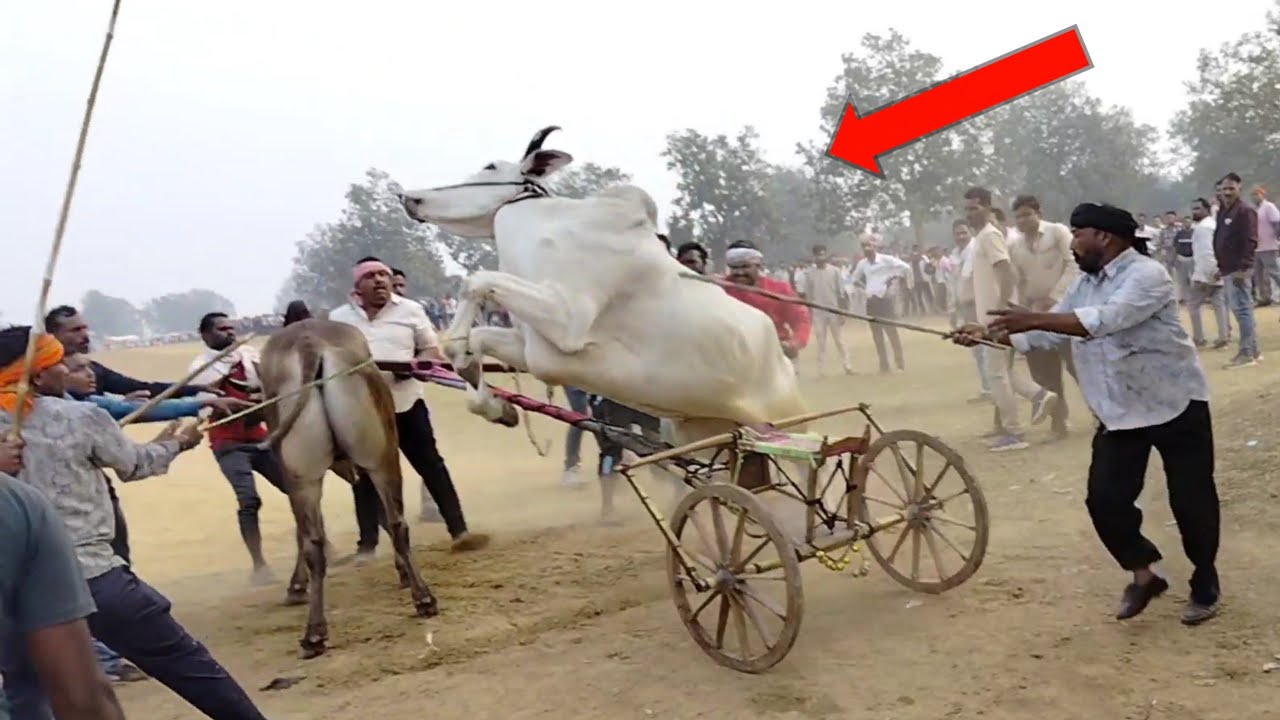 अजीम पटेल बिहिरीया डुगरीया वाला का आतंक पोनार पट स्टार्टिंग पॉइंट  मे छुट्टे हुये 