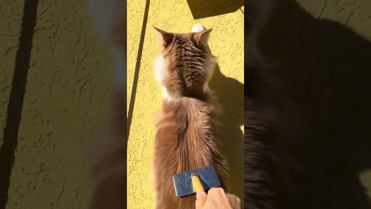 Maine Coon | Ecco come collabora Mike per farsi spazzolare la schiena 😹🐈😻