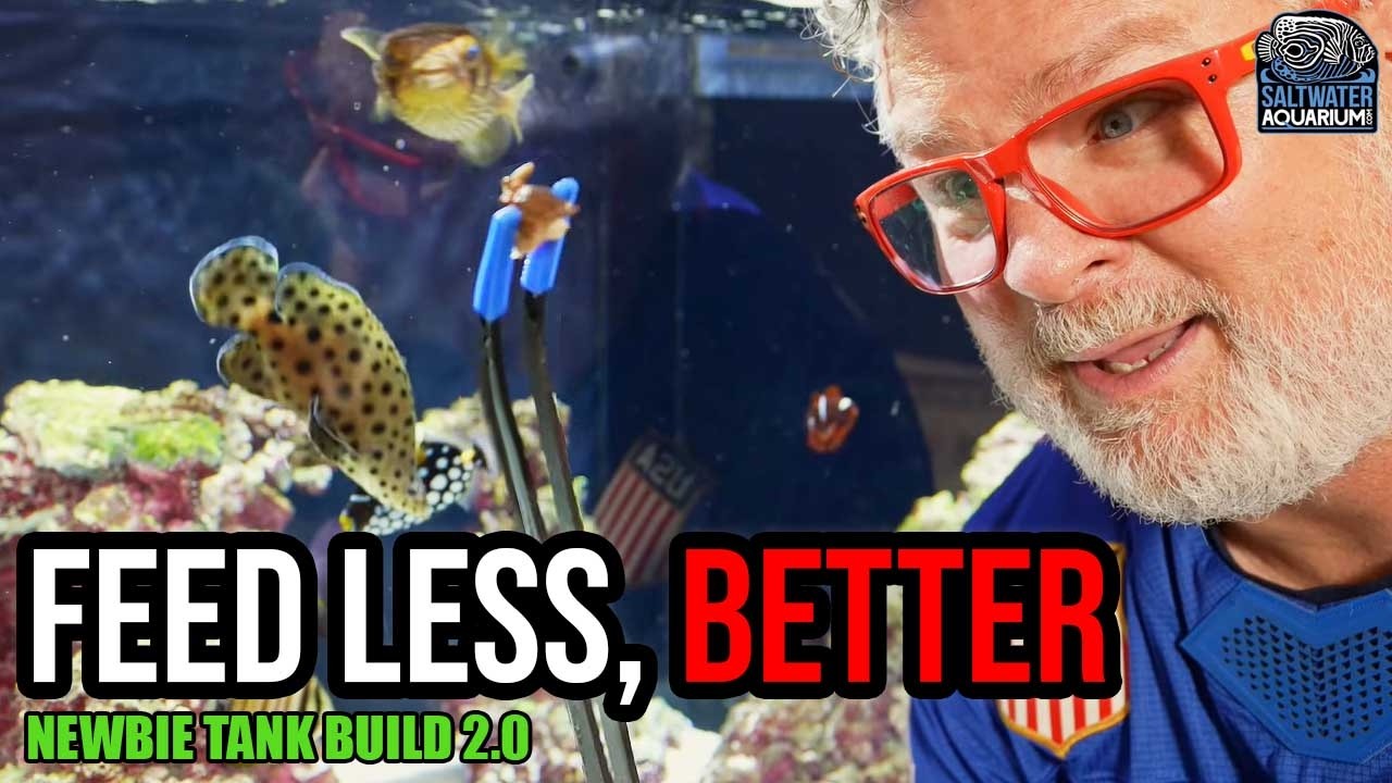 How to Feed Your Fish Better: 3 Simple Strategies for a Cleaner Tank | Newbie Tank Build 2.0