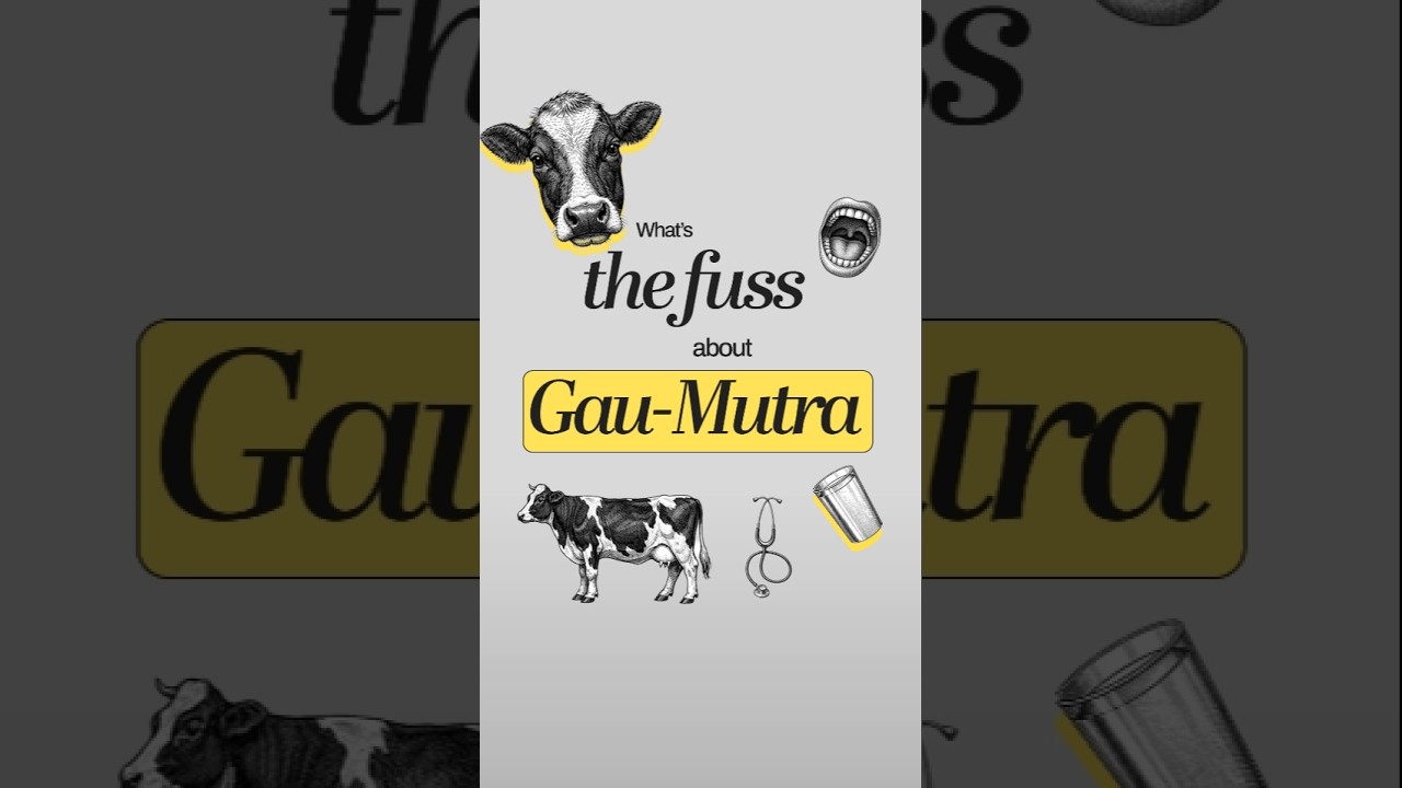 The Reality of GAU MUTRA! #gaumata #gaumutra