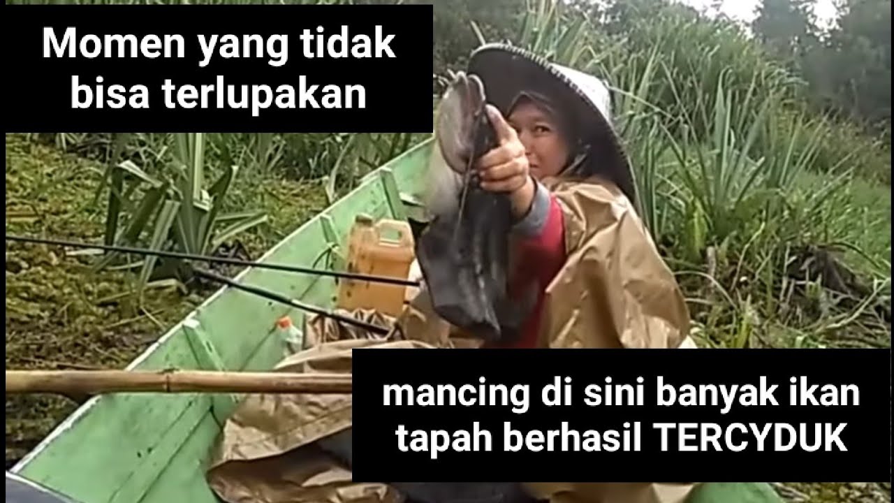 Memancing di sarang ikan monster#panen Ikan tapah#006