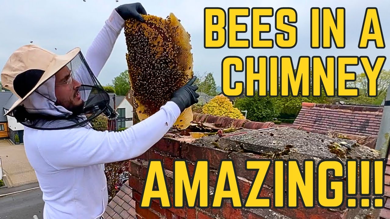LIVE HONEY BEE REMOVAL FROM A CHIMNEY - How to get rid of bees quickly!