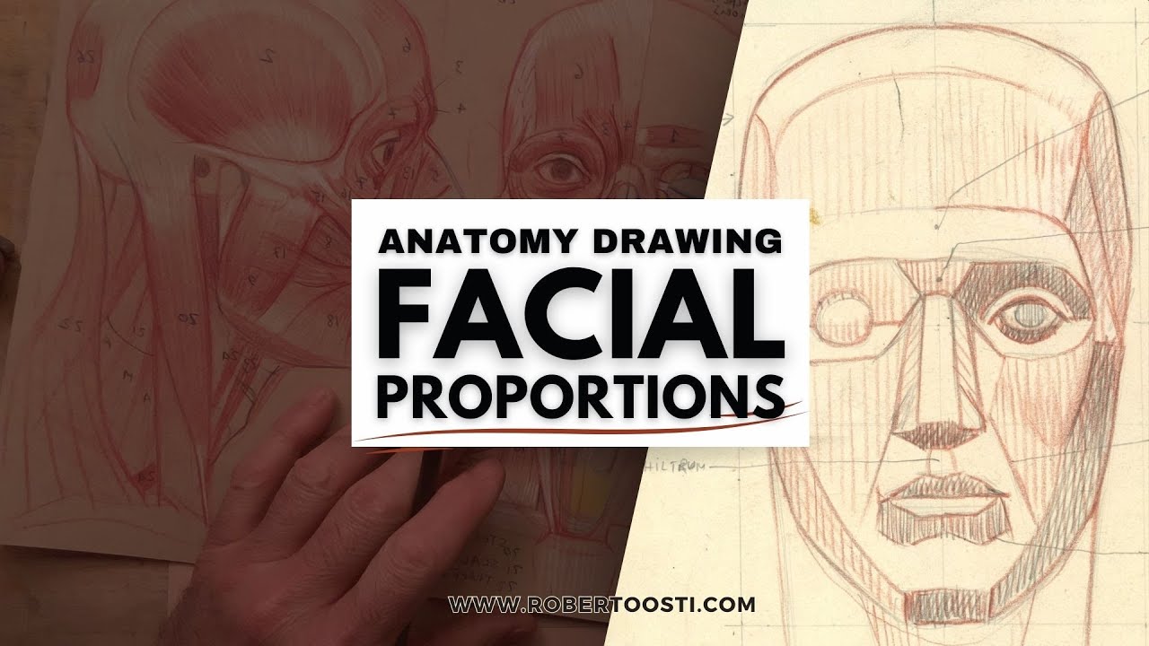 Mastering Facial Proportions In Anatomy Drawing