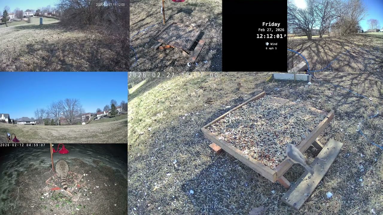 ❄️ Cozy Backyard Critter Cam ❄️